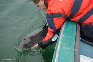 Porpoise release after tagging