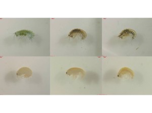  Cryptic amphipod species before (top) and after (bottom) preservation in 70% ethanol. From left to right: species A, species B, and species C. All animals are females.