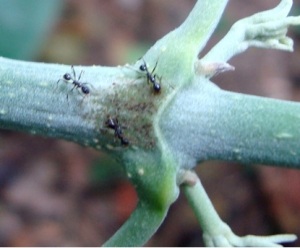 Ants collecting extrafloral nectar on a plant in the fieldwork.