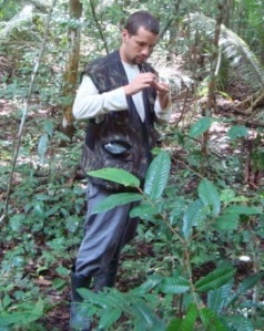 Wesley Dáttilo collecting ant-plant interactions in the southern Brazilian Amazon