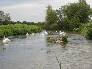A flock of mute swans feeding on submerged plants in a shallow rive