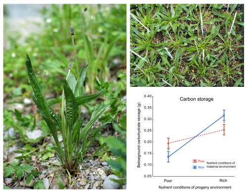 Ribwort plantain in a natural population and in our cultivation. Graph shows the higher level of carbon storage in offspring grown in maternal than in non-maternal nutrient environment.