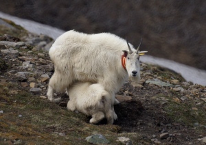 Mountain goat suckling
