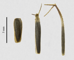Different fruits of Heterosperma pinnatum. Left: an unawned fruit of the type that usually remains some 10–20 cm from the mother plant. Right: a fruit with awns on top of a long beak that projects away from the mother plant. When an animal passes by, the exposed awns become attached to its fur and the fruit is dispersed over a long distance. Middle: an intermediate fruit with awns but no beak. Photo: LFVV Boullosa.