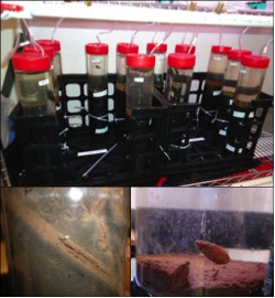 Fig. 3. Sediment cores used to evaluate invertebrate effects on nutrient release (top). Native chironomids created oxygenated burrows (bottom left), while invasive mussels stimulated nutrient release at the sediment surface (bottom right).