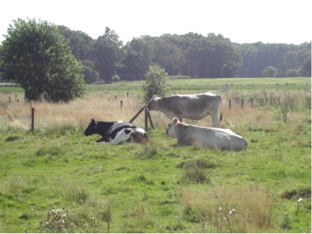 Photo 2: field experiment in the Junner Koeland Nature Reserve (the Netherlands). Cows and rabbits are excluded with fences from parts of the nature reserve. The researchers used the soil from inside and outside the fences to test the response of plant species. In addition, the researchers monitored the plant species composition inside and outside the fences to test if the response of the plants to the different soils could help to understand the plant species composition.