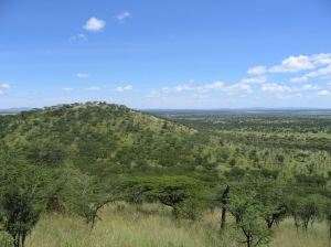 Tropical savanna woodland, Serengeti National Park 