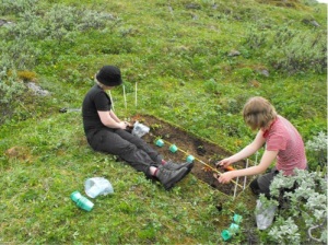 Studying plant-plant interactions. Planting seedlings of lowland and tundra forbs to a subplot without neighboring vegetation at a low altitude site.