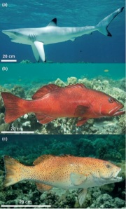 Figure 2. Apex predator models. (a) Blacktip reef shark, (b) large coral-grouper and (c) small coral-grouper.