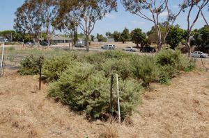 California Sagebrush experimental garden plot