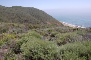 Coastal Sage Scrub community in the Santa Monica Mountains with Californica Sagebrush in foreground