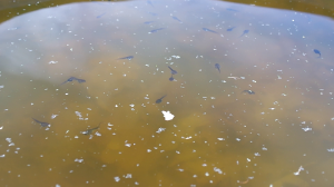 Wood frog tadpoles swim in a pond mesocosm.