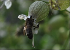 A bee visits a diseased flower, which is likely still producing nectar. Fungal spores will travel on the bee to the next flower, hopefully (for the parasite) a new host to colonize.  