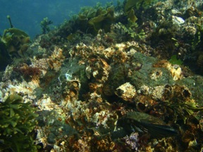 Suspension-feeding POM consumers (dominated by Balanus here) in shallow subtidal habitats of western San Juan Island. Photo: A. Galloway 2012.