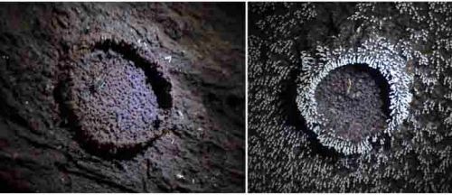  At the left, we can see a male inside his nest on a fallen trunk without fungus infestation. At the right, the trunk is covered by fungus fruiting bodies, except inside the nest. Nest-cleaning behavior maintains hygienic conditions inside the nest at the same time it provides food to the male, which feed upon the fungus hyphae. [Credit: Gustavo S. Requena]