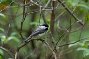 Figure 3. Black-capped chickadee with a captured caterpillar in one of the forest sites used to study bird predation of caterpillars in Connecticut. Photo by Christian Skorik.