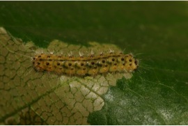 Figure 5. A warningly-signaled caterpillar species (Nola triquetrana) on its host plant, witch hazel, at one of the forest sites used in this study. Photo by Michael S. Singer. 