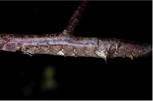 Figure 6. A camouflaged caterpillar species (Catocala ultronia) on its host plant, black cherry, at one of the forest sites used in this study. Photo by Michael S. Singer.