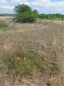 A freshly watered plot in a parched grassland.
