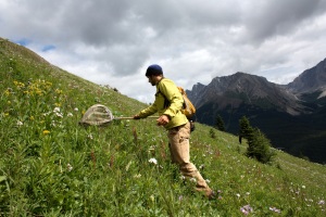 Sampling plant-pollinator interactions in a low-alpine meadow in Kananaskis Country, Alberta, Canada. Photo credit: Martin Fees.