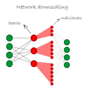 Network downscaling. In traditional species-based networks each node represents a species (red nodes are pollinators and green ones are plants), but if we decompose a species into its constituting individuals we can obtain an individual-based network. In the figure, downscaling is only represented for the pollinator subset.
