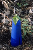 Figure 1. Micropropagated birch planted inside plastic vole protector in 2000. 