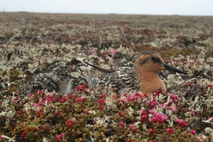 Perfectly camouflaged shorebird chick with its ‘not so camouflaged’ parent, on the beautiful high Arctic breeding grounds © Pavel Tomkovich