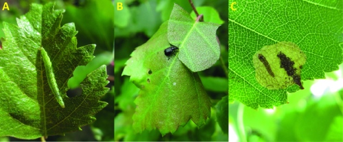 Figure 4. Common insect species on silver birch belonging to the orders Lepidoptera, Coleoptera and Hymenoptera. A) White-shouldered smudge (Ypsolopha parenthesella), B) Birch leaf roller (Deporaus betulae) and C) Early birch leaf edgeminer (Fenusella nana). Photo credits: Kaisa Heimonen. 