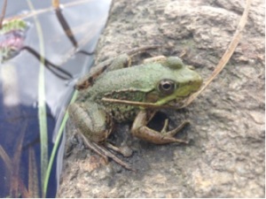Fig. 1. Recently metamorphosed green frog (Lithobates clamitans) at the edge of a pond (photo by Laura Martin)