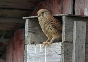 A female kestrel with metal and colour rings in the front of the nest-box. Photo: Benjam Pöntinen. 
