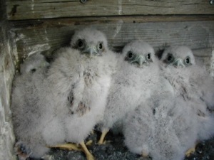 Three-week old nestlings in the nest-box. Photo: Erkki Korpimäki