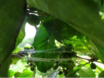 Figure 1. Pocobletus sp. nova on a coffee bush. Notice the hammock web; the white little balls are Pocobletus ovisacs