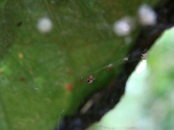 Figure 2. Close up of a female of Pocobletus sp. and its spiderlings. Ovisacs in the background.