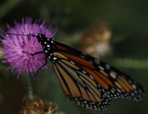 Monarch butterfly (Danaus plexippus) on invasive plumeless thistle (Carduus acanthoides). Photo credit: Laura Russo